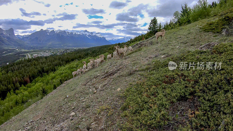 落基山大角羊(Ovis canada)风景